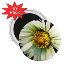 Daisy 2 25  Button Magnet (10 Pack) by Siebenhuehner