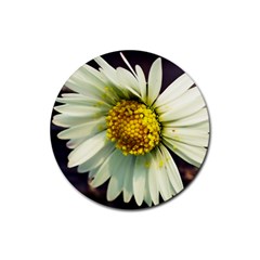 Daisy Drink Coasters 4 Pack (round) by Siebenhuehner