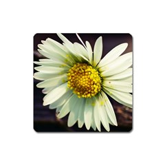 Daisy Magnet (square) by Siebenhuehner