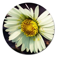 Daisy Magnet 5  (round) by Siebenhuehner