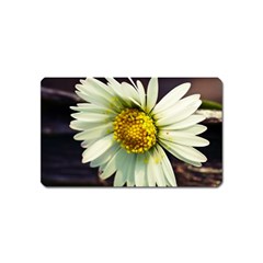 Daisy Magnet (name Card) by Siebenhuehner