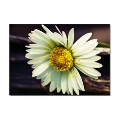 Daisy A4 Sticker 10 Pack by Siebenhuehner