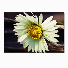 Daisy Postcards 5  X 7  (10 Pack) by Siebenhuehner