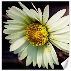 Daisy Canvas 12  X 12  (unframed) by Siebenhuehner