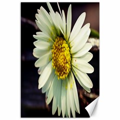 Daisy Canvas 12  X 18  (unframed) by Siebenhuehner