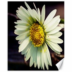 Daisy Canvas 16  X 20  (unframed)