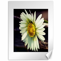 Daisy Canvas 36  X 48  (unframed) by Siebenhuehner