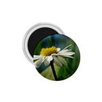 Daisy 1.75  Button Magnet Front