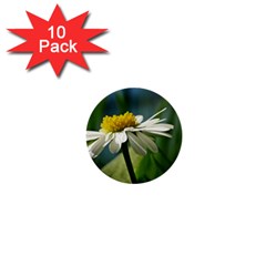 Daisy 1  Mini Button (10 Pack)