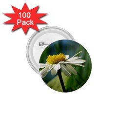 Daisy 1 75  Button (100 Pack)