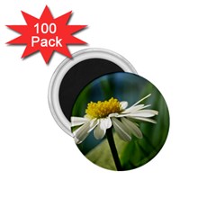 Daisy 1 75  Button Magnet (100 Pack) by Siebenhuehner