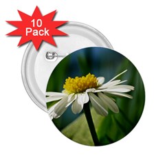 Daisy 2 25  Button (10 Pack) by Siebenhuehner