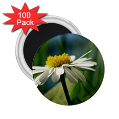 Daisy 2 25  Button Magnet (100 Pack) by Siebenhuehner