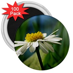 Daisy 3  Button Magnet (100 Pack) by Siebenhuehner