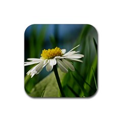 Daisy Drink Coaster (square)