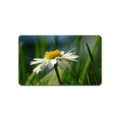 Daisy Magnet (name Card) by Siebenhuehner