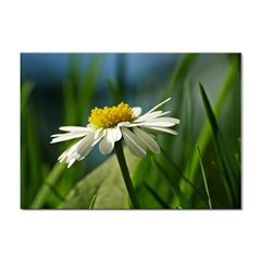 Daisy A4 Sticker 10 Pack by Siebenhuehner