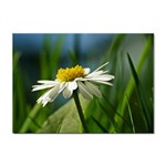 Daisy A4 Sticker 100 Pack Front