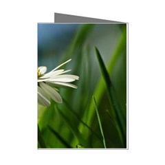 Daisy Mini Greeting Card (8 Pack) by Siebenhuehner