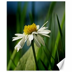 Daisy Canvas 8  X 10  (unframed) by Siebenhuehner