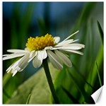 Daisy Canvas 12  x 12  (Unframed) 11.4 x11.56  Canvas - 1