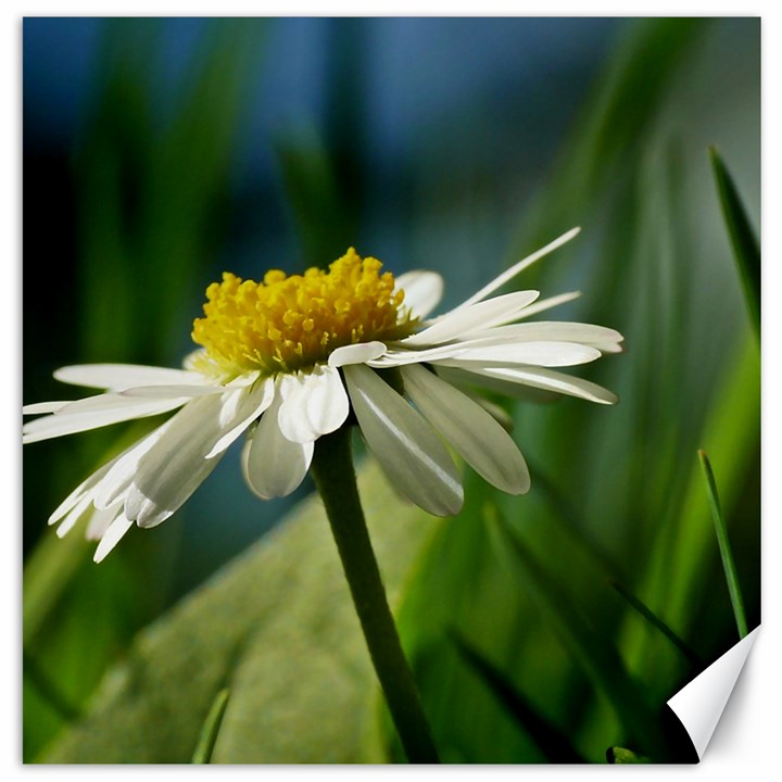 Daisy Canvas 12  x 12  (Unframed)