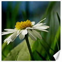 Daisy Canvas 16  X 16  (unframed) by Siebenhuehner