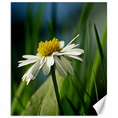 Daisy Canvas 20  X 24  (unframed) by Siebenhuehner