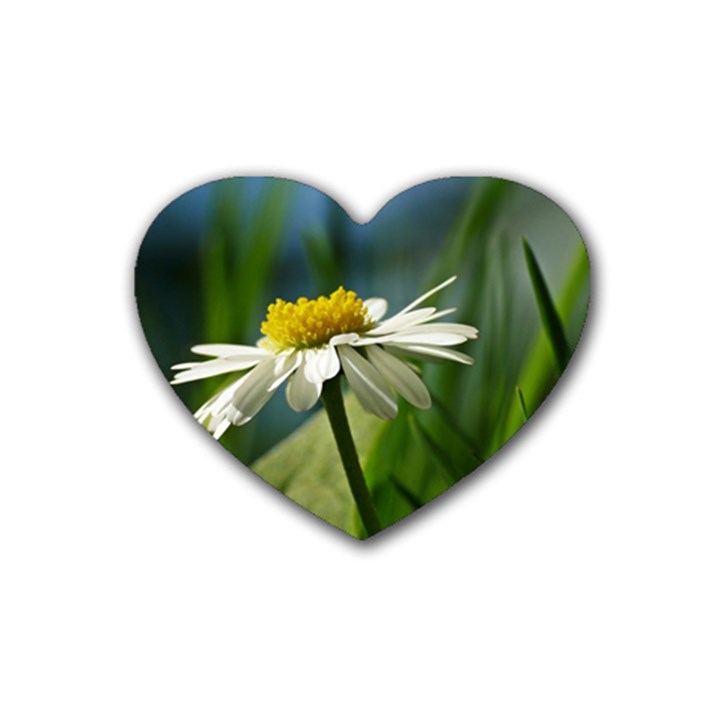 Daisy Drink Coasters 4 Pack (Heart) 