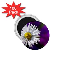 Daisy 1 75  Button Magnet (100 Pack) by Siebenhuehner