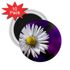 Daisy 2 25  Button Magnet (10 Pack) by Siebenhuehner