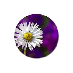 Daisy Magnet 3  (round) by Siebenhuehner