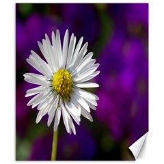 Daisy Canvas 8  X 10  (unframed) by Siebenhuehner