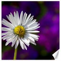 Daisy Canvas 12  X 12  (unframed)