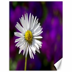 Daisy Canvas 12  X 16  (unframed) by Siebenhuehner