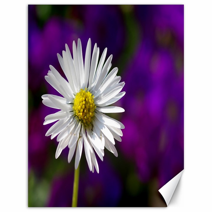 Daisy Canvas 12  x 16  (Unframed)