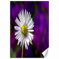 Daisy Canvas 12  X 18  (unframed) by Siebenhuehner