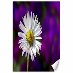 Daisy Canvas 24  X 36  (unframed) by Siebenhuehner