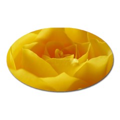 Yellow Rose Magnet (oval) by Siebenhuehner