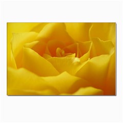 Yellow Rose Postcards 5  X 7  (10 Pack) by Siebenhuehner