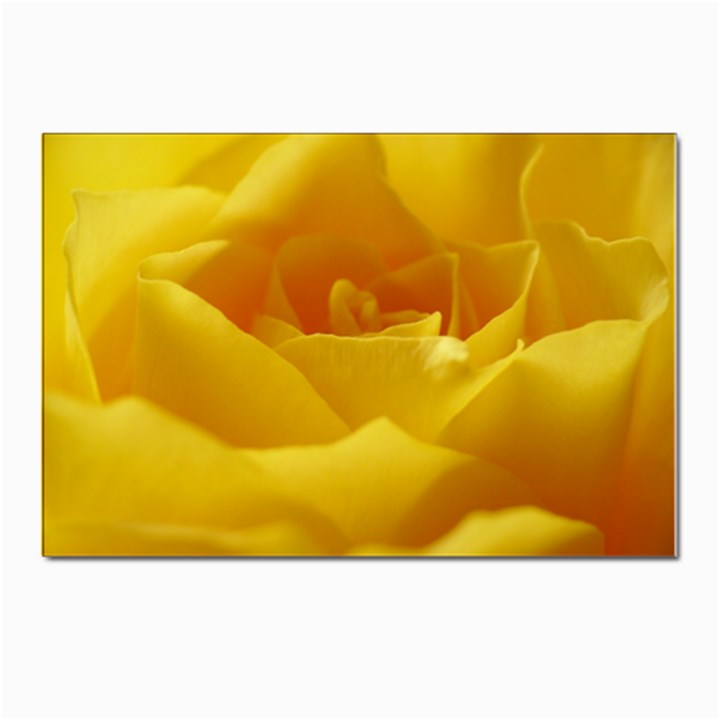 Yellow Rose Postcards 5  x 7  (10 Pack)