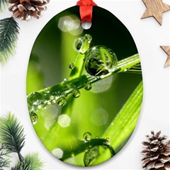 Waterdrops Oval Ornament by Siebenhuehner