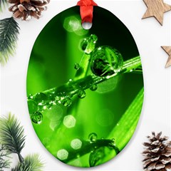 Waterdrops Oval Ornament