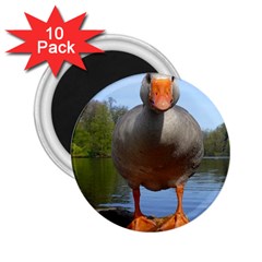 Geese 2 25  Button Magnet (10 Pack) by Siebenhuehner