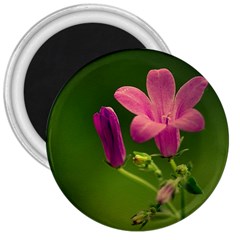 Campanula Close Up 3  Button Magnet by Siebenhuehner