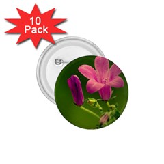 Campanula Close Up 1 75  Button (10 Pack) by Siebenhuehner