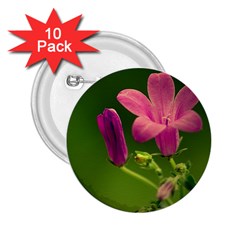 Campanula Close Up 2 25  Button (10 Pack) by Siebenhuehner