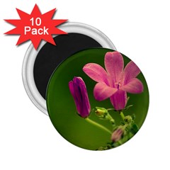 Campanula Close Up 2 25  Button Magnet (10 Pack) by Siebenhuehner