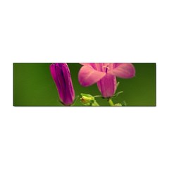 Campanula Close Up Bumper Sticker by Siebenhuehner