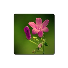 Campanula Close Up Magnet (square) by Siebenhuehner